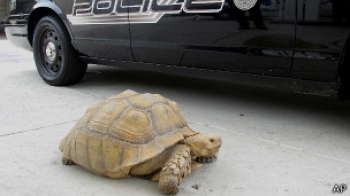 Черепаха возле полицейской машины в городе Алхамбра, штат Калифорния, 2 августа