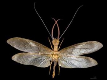 В Китае поймано самое большое в мире летающее насекомое