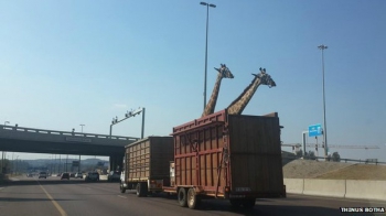 Жирафы в открытом грузовике, один из которых разбил позже голову о мост